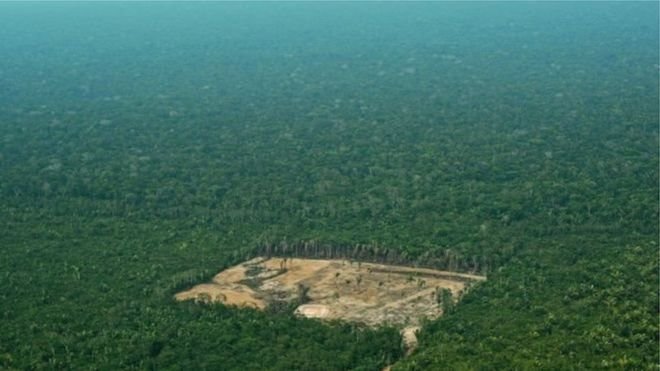 Амазонские леса рубить нельзя